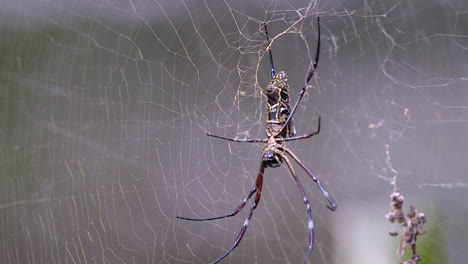 una araña tejedora de orbe dorado esperando su próxima presa en su web - cerrar