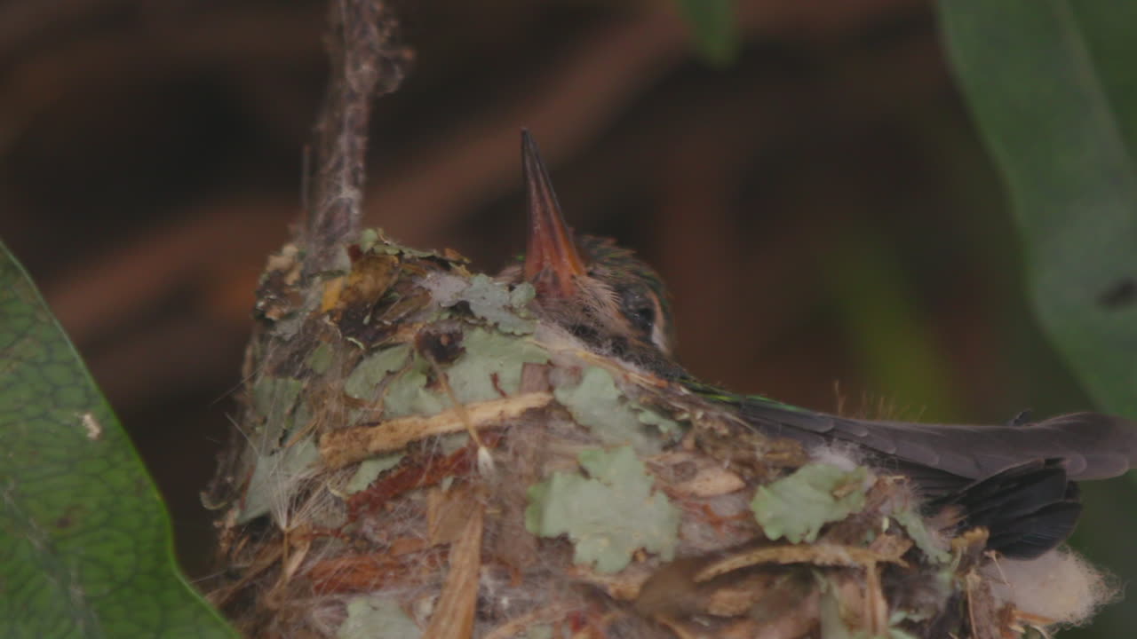 polluelo de colibrí solo en su nido sintiéndose somnoliento y cerrando los ojos durmiendo de cerca
