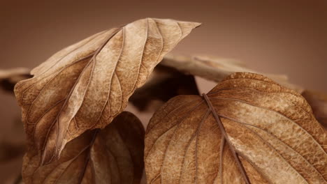 close-up of dried brown leaves