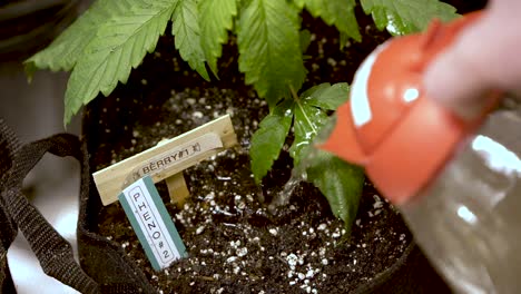 watering cannabis plant growing in the garden bag with label