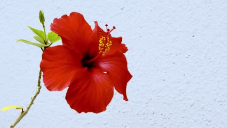 hibiscus flowers blooming on ropes beautiful flowers blooming in the subtropical zone of okinawa