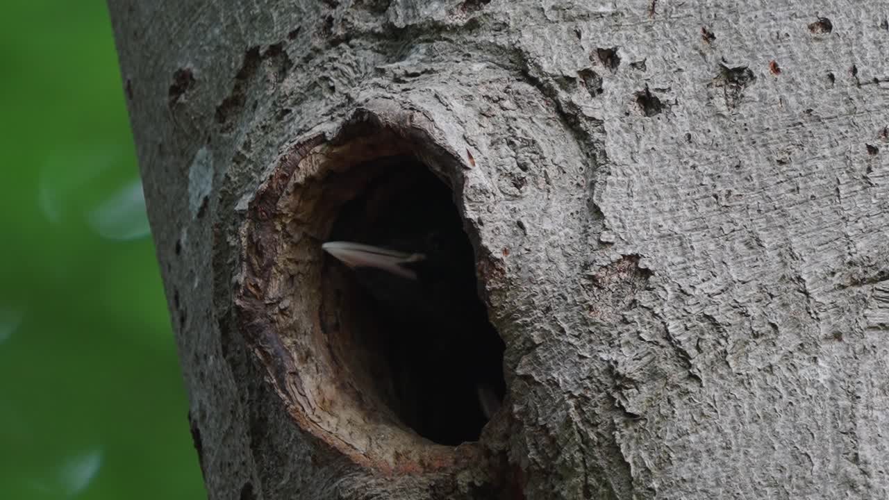 pájaro carpintero negro mirando por un agujero de anidación en el tronco de un árbol