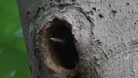 black woodpecker looking out of a nesting hole in a tree trunk