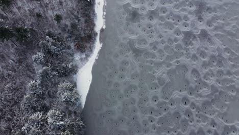 Aerial-TOP-DOWN-flying-along-the-edge-of-a-snowy-forest-on-the-shore-of-a-newly-frozen-pond-with-pockmarked-ice