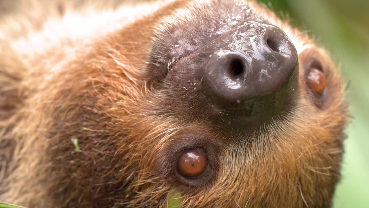 Un primer plano captura a un perezoso marrón comiendo sandía en una exuberante selva tropical