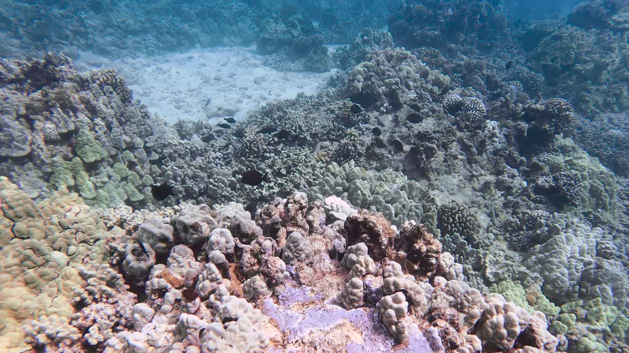 revelación gradual de un arrecife tropical con prósperas cabezas de arrecifes de coral