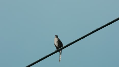 pájaro posado en el cable telefónico