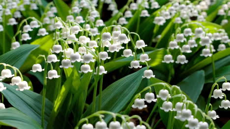 beautiful lily of the valley flowers