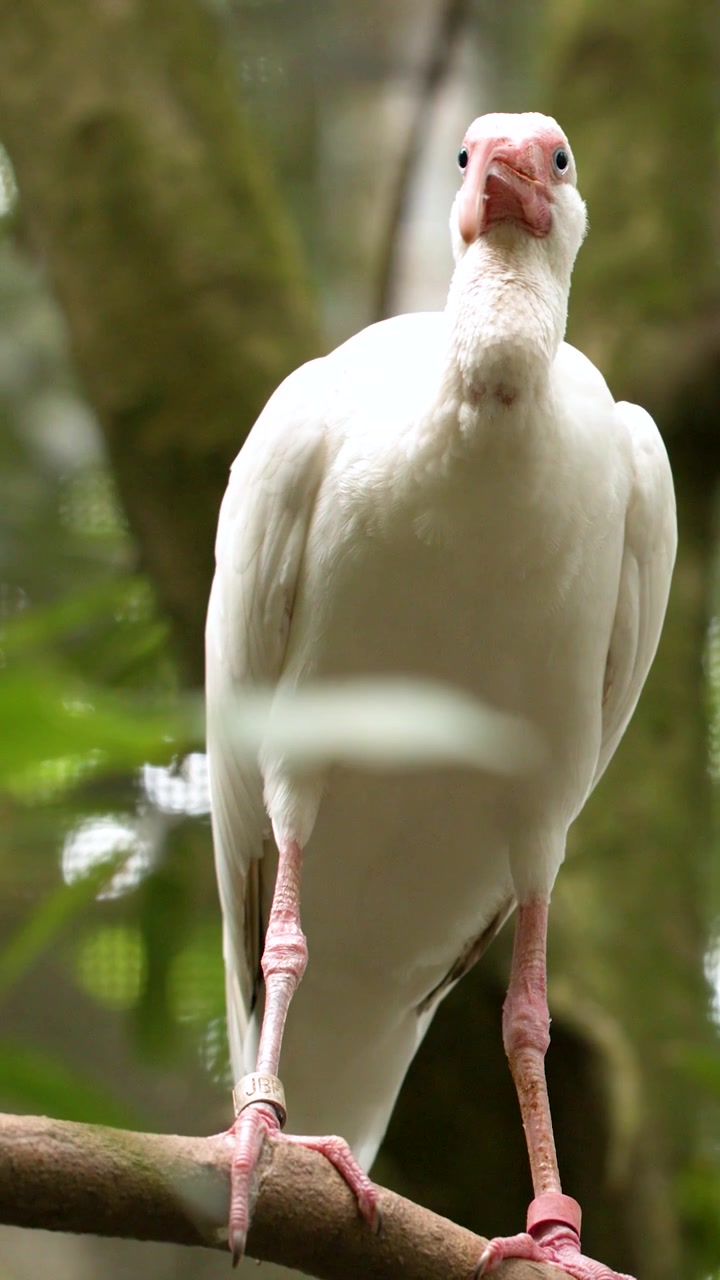 Un ibis bianco sta su un ramo, guardandosi intorno in un lussureggiante ambiente di foresta tropicale.