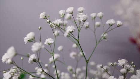 primer plano de la flor del aliento del bebé blanco