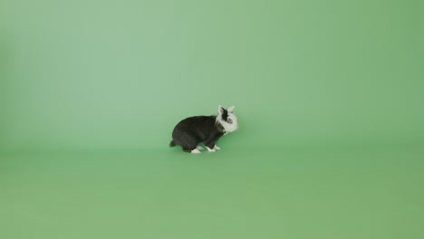 cute rabbit