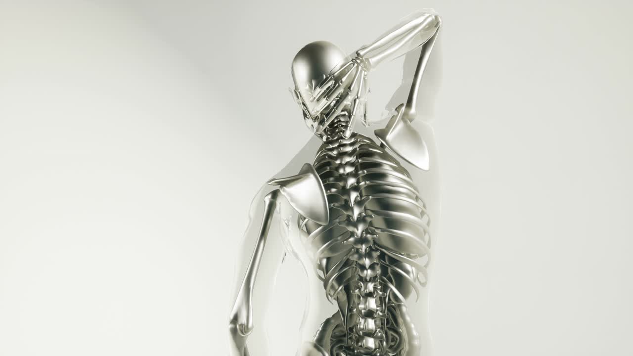 장기를 가진 인간 골격  ⁇  모델