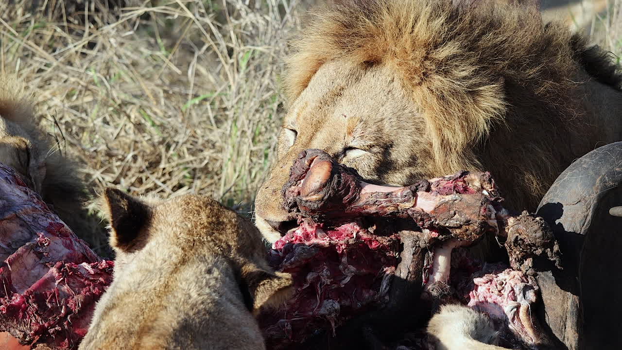 Primer plano: Tres leones se alimentan del cadáver fresco de un búfalo cafre en Djuma.