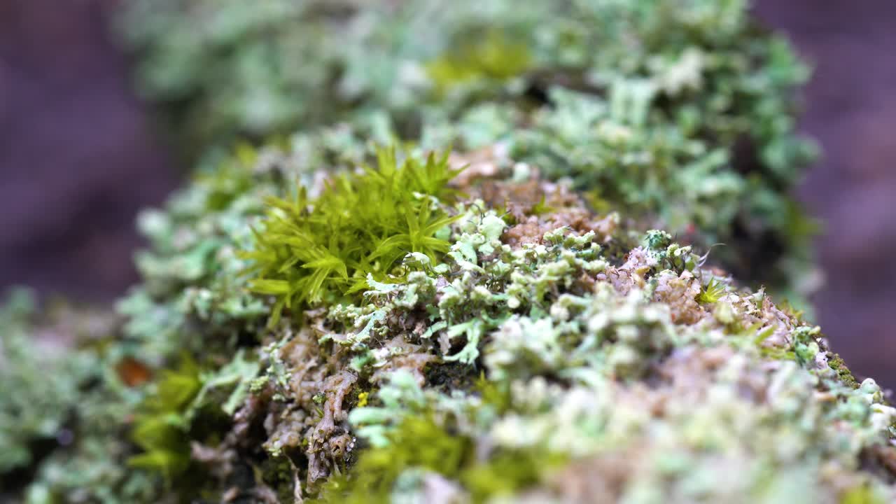 increíble microcosmos de organismos vivos en una rama muerta