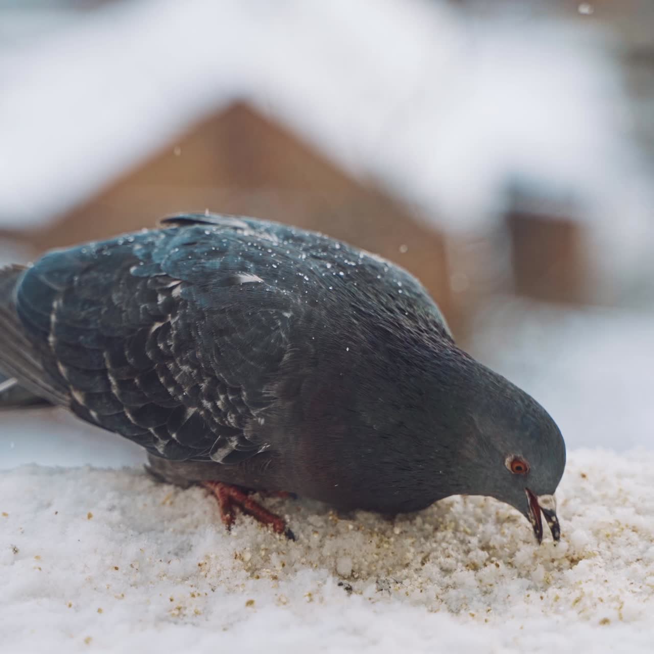 Sitting dove on window sill