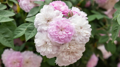 secuencia de diferentes flores