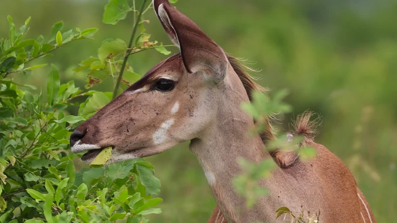 un primer plano de la cabeza de un kudu femenino mirando a la cámara y masticando antes de volver a alimentarse de algunas hojas, parque nacional kruger