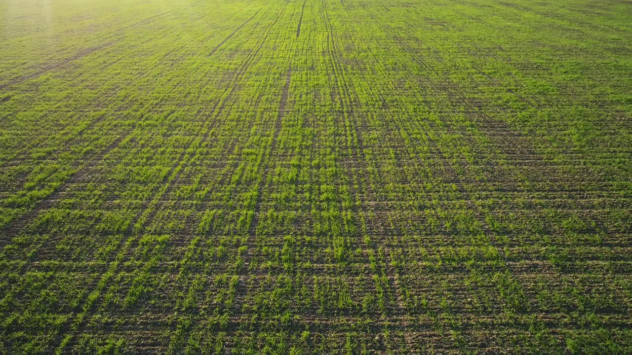 봄 에 밀 들 을 공중 에서 볼 수 있다