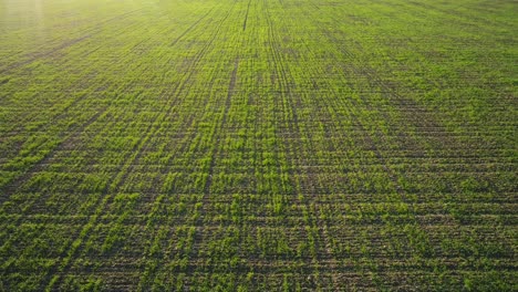 aerial view of a springtime wheat field