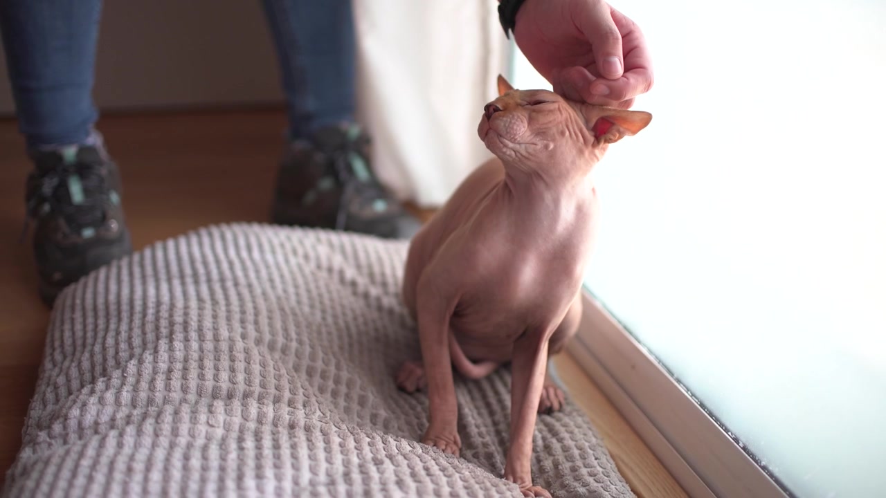 Ritratto di gatto egiziano senza pelo in casa. Primo piano del gatto mentre viene accarezzato