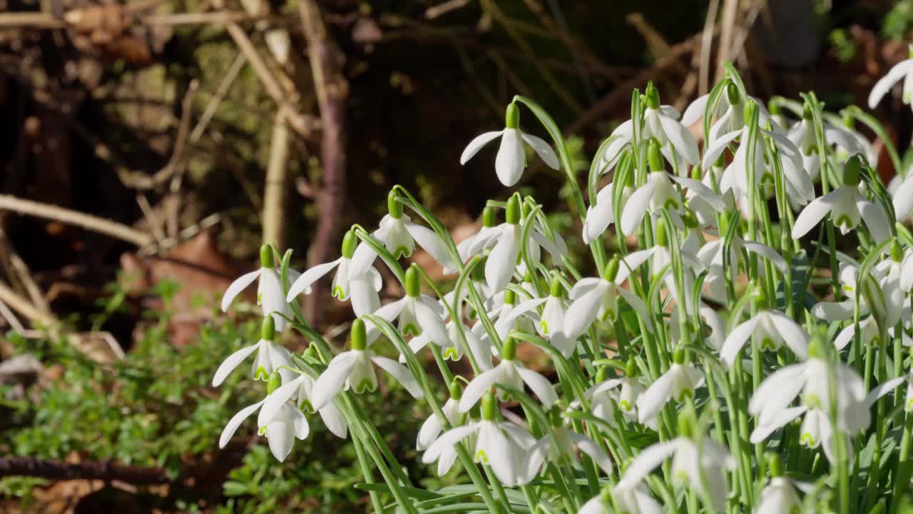 las flores están creciendo en primavera