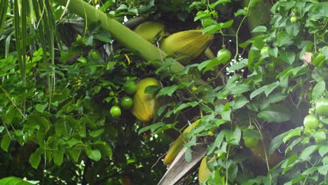 golden-dust-day-gecko-jumps-from-one-leaf-to-another-surrounded-by-forest-greenery-and-quince-fruit