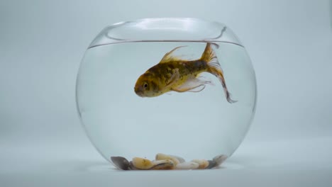 goldfish in a fishbowl isolated on a white background 3