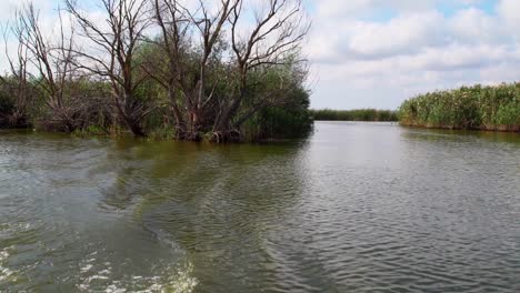 Abgestorbene-Bäume-Und-Gemeines-Schilf,-Das-Am-Donaudelta-Wächst---Landschaft-Von-Einem-Schnellboot,-Das-Auf-Dem-Trüben-Wasser-Des-Donaudeltas-In-Tulcea,-Rumänien,-Europa-Segelt