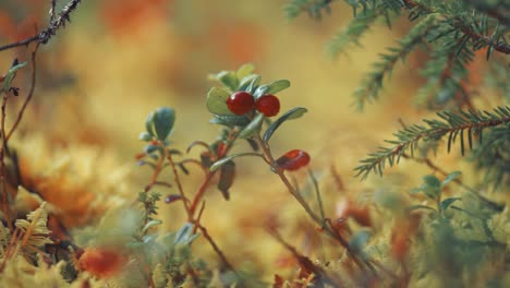 Reife-Rote-Beeren-Auf-Zarten-Zweigen-Eines-Cranberry-Strauchs