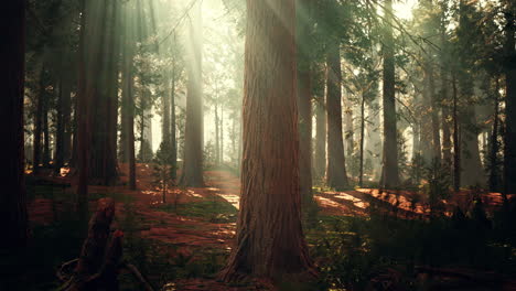 Secuoyas-Gigantes-En-El-Bosque-Gigante-Del-Parque-Nacional-De-Secuoyas