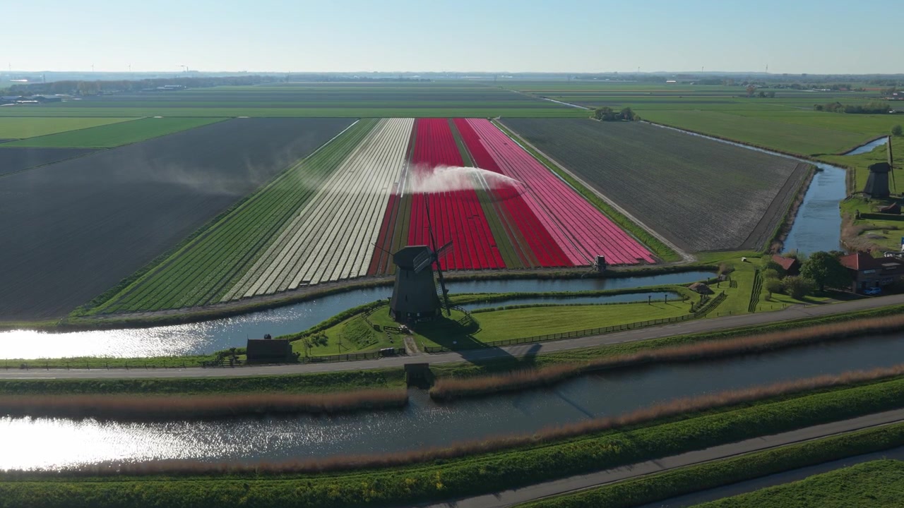 Spettacolare vista aerea di un mulino a vento tradizionale e un sistema di irrigazione a sprinkler che irriga vasti e colorati campi di tulipani nella campagna olandese