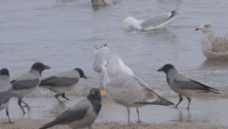 Cuervo-Encapuchado-Y-Gaviotas-Comiendo-Pan-En-La-Playa-Sumergirse-En-El-Agua