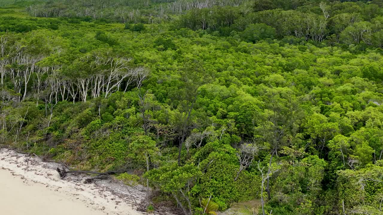 Aerial drone shot rises from sandy beach to reveal dense, lush Daintree Rainforest canopy in daylight, highlighting vibrant green foliage and coastal wilderness