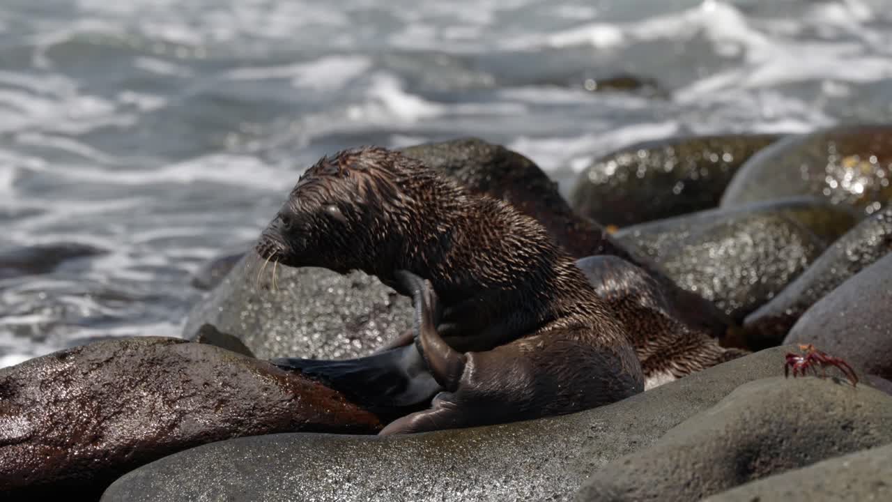 Two young Gal&aacute;pagos sea lions scratch, relax and play fight on a bouldery beach as waves crash over the rocks, on North Seymour Island, in the Gal&aacute;pagos Islands, Ecuador