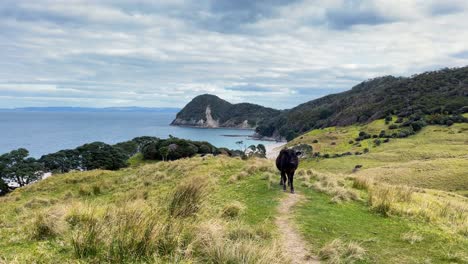 black cow stands on grassy coast hill, with cloudy sky and trees