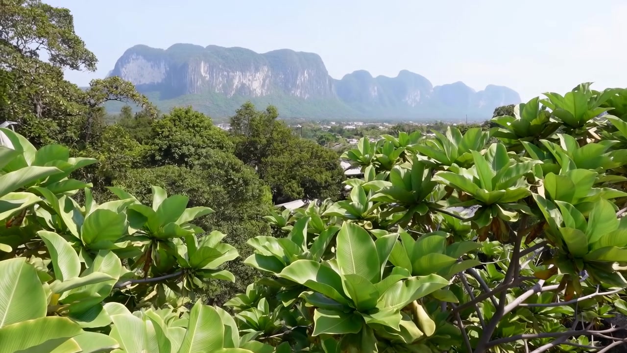 豊かな緑の葉と背景にそびえる雄大な山々が特徴的な、穏やかな屋外の風景。平和で静寂な自然の情景として、高い視点からの静止した広角ショットで捉えられている。