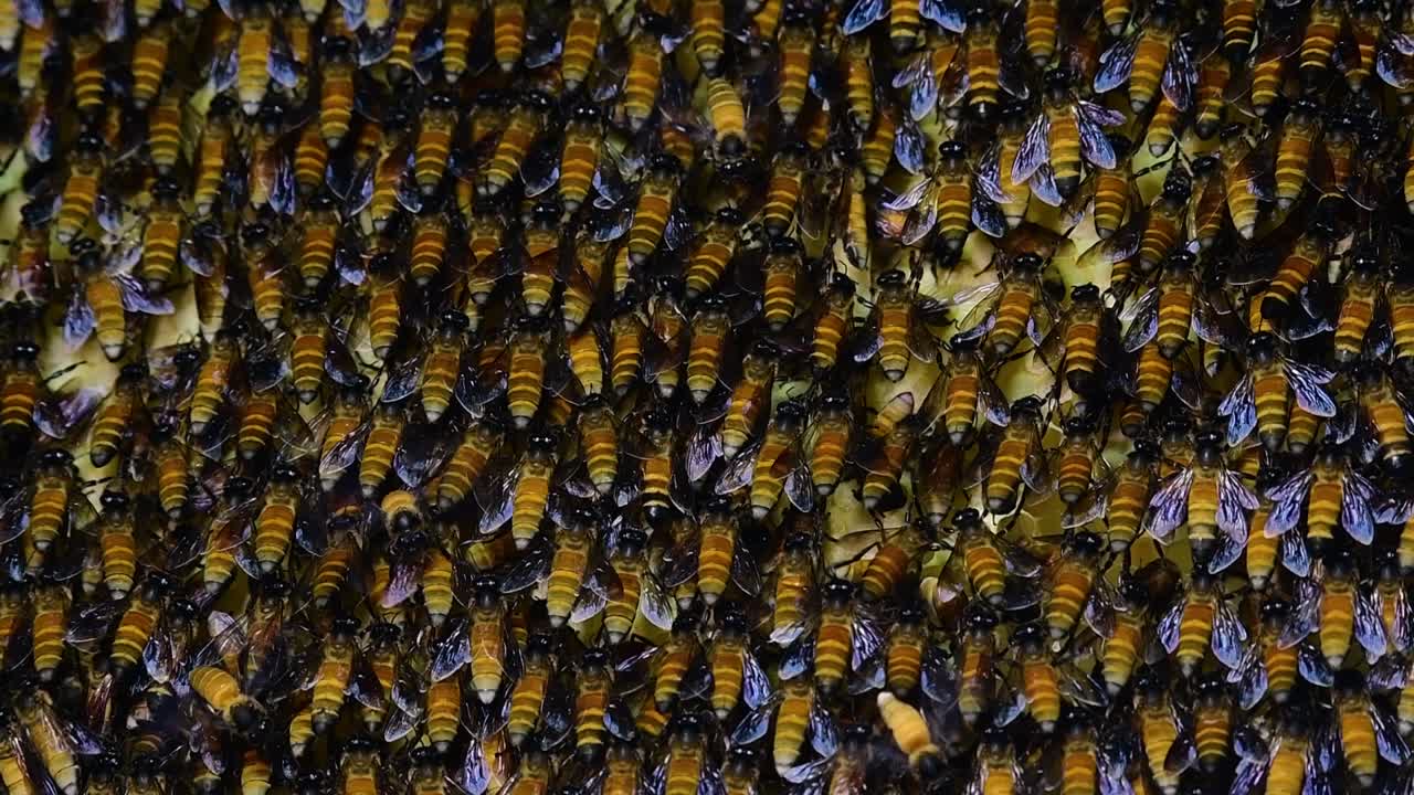 se sabe que las abejas melíferas gigantes construyen grandes colonias de nidos con bolsillos simétricos hechos de cera para almacenar miel como fuente de alimento.