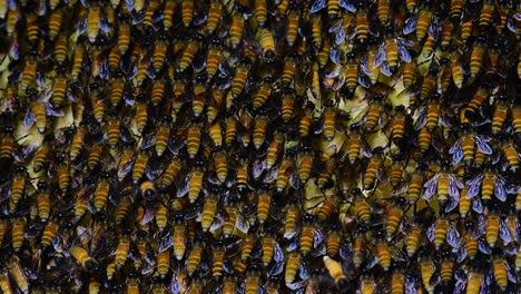 Se-Sabe-Que-Las-Abejas-Melíferas-Gigantes-Construyen-Grandes-Colonias-De-Nidos-Con-Bolsillos-Simétricos-Hechos-De-Cera-Para-Almacenar-Miel-Como-Fuente-De-Alimento.