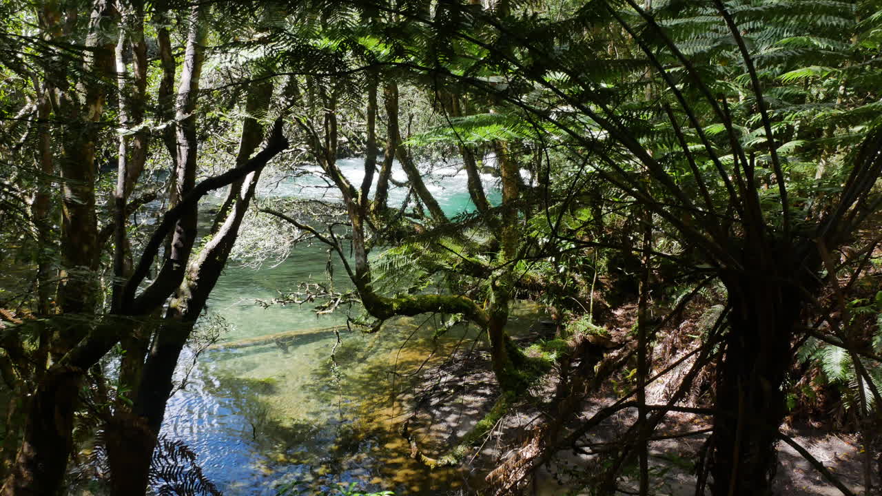 Floresta tropical densa com samambaias e o Rio Tarawera fluindo calmamente ao fundo - Lindo dia ensolarado na Nova Zelândia.