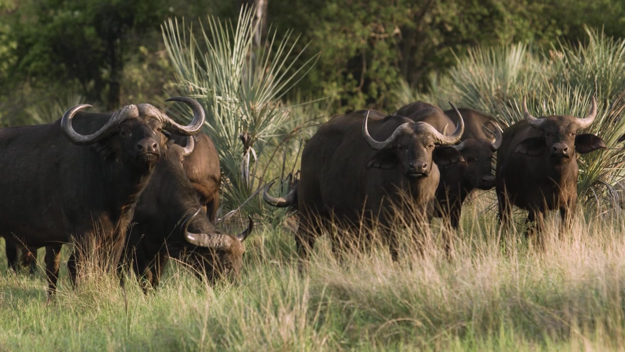 A herd of buffalo looking at the camera in the Botswana Reserve, Africa.