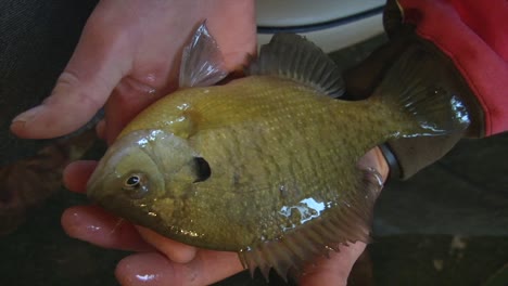 fisherman's hands holding live bluegill fish. close up