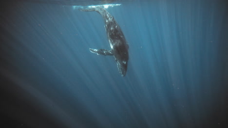 Buckelwal-Taucht-Tief-Und-Folgt-Den-Lichtstrahlen,-Die-In-Die-Tiefen-Des-Pazifischen-Ozeans,-Tonga,-Saugen