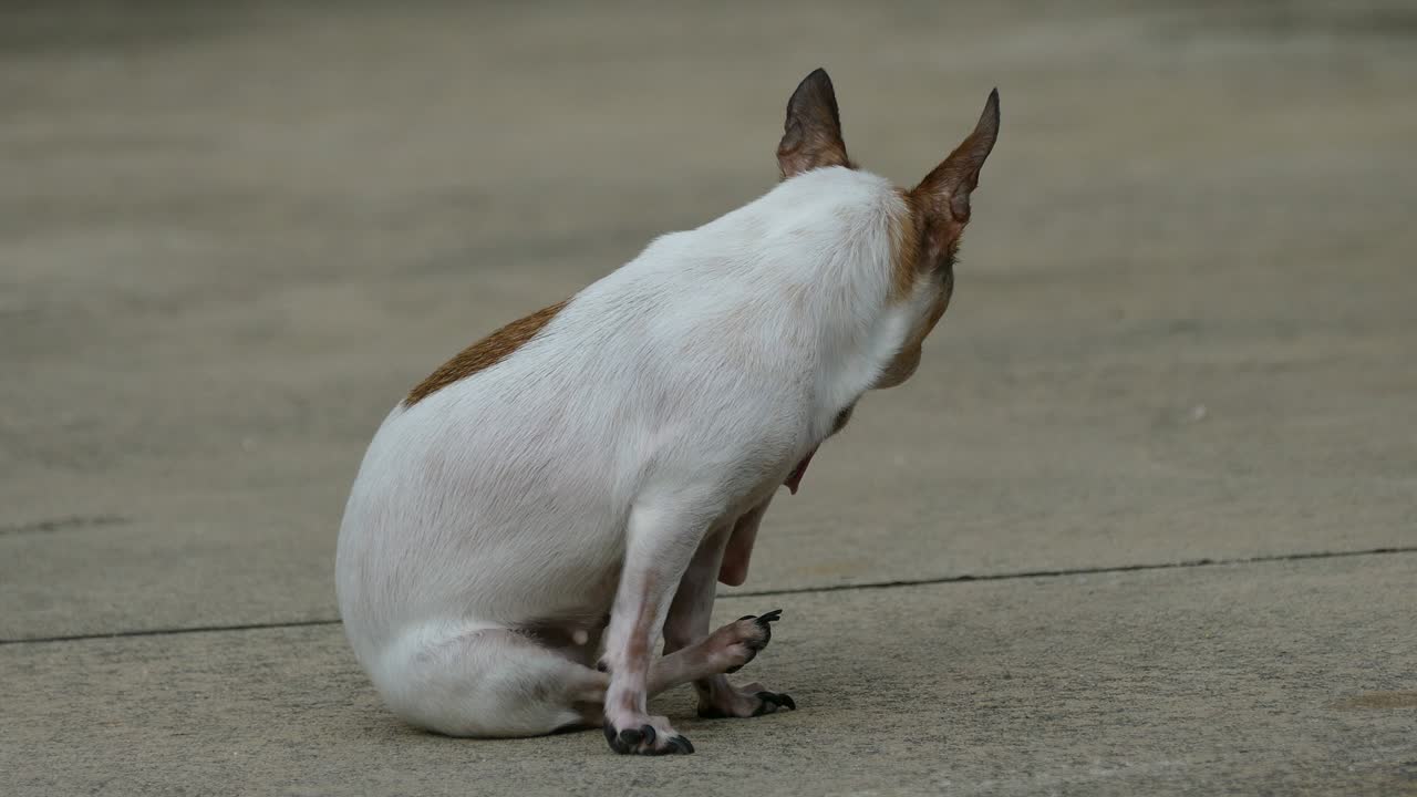 perro chihuahua tomando el sol