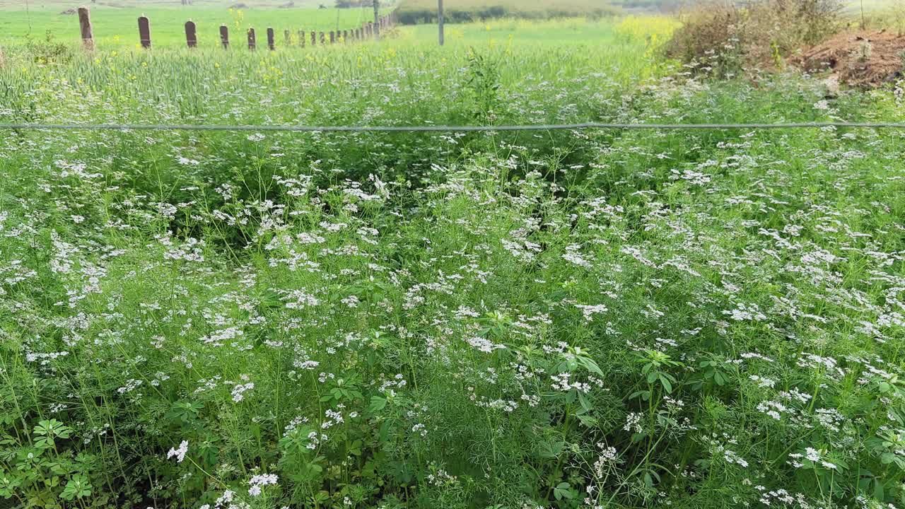 Ripresa in movimento attraverso un rigoglioso campo di coriandolo in fase di fioritura, delicati fiori bianchi sopra il fogliame verde, pali di confine della fattoria che si perdono in lontananza, luce diurna, paesaggio rurale.