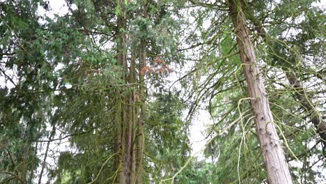 tilt up shot of evergreen trees at phoenix park, dublin, ireland