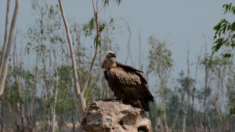 喜马拉雅高原 (himalayan gryphon vulture) 濒临灭绝,由于食物来源和<unk>息地丧失,