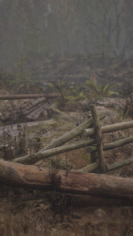 bosque de niebla con valla de madera