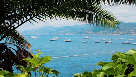 boats and yachts seen through vegetation - summer, daylight