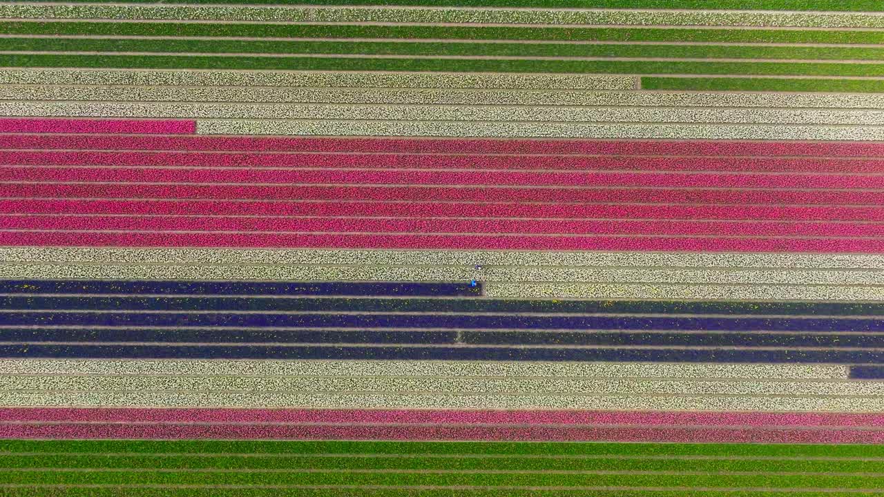 Overhead aerial along rows of colorful tulip flowers on dutch field