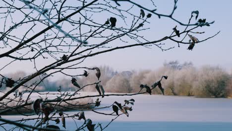 Leafless-branches-of-a-tree-in-winter-with-snow-covered-and-quiet-background,-calm-and-slow-close-up-view